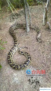 梦见被蟒蛇追(梦见被蟒蛇追赶但是没有被咬)