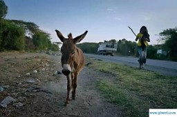 梦见驴拉车(梦见驴拉车驴跑了)