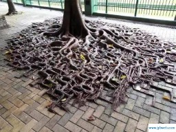 绝处逢生是什么意思(绝处逢生是什么意思解释)