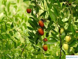 梦见枣子(梦见枣子树上长满枣子自己还吃了)