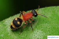 蚁拥蜂攒(蚁拥蜂攒是什么动物)