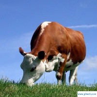 梦见牛群(梦见牛群迎面而来)