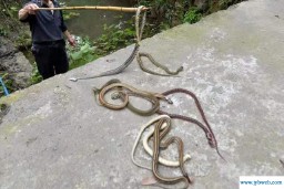 孕妇梦见死蛇(孕妇梦见死蛇是胎梦吗)