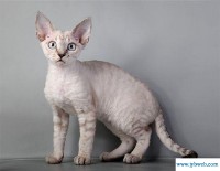 宠物猫的名字(宠物猫的名字可爱霸气)