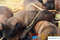 周公解梦梦见狗死了(周公解梦梦见狗死了,黑狗)