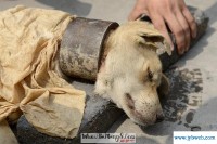 梦见杀了好多人(做梦梦见杀了好多人)