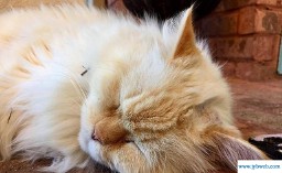 郁郁寡欢的意思(求财者风生水起,求爱者郁郁寡欢的意思)