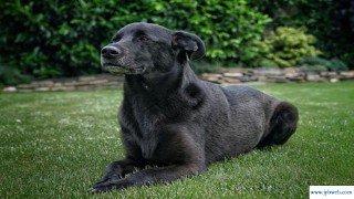 胎梦梦见狗(胎梦梦见狗狗)