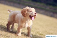 胎梦梦见狗(胎梦梦见狗狗)