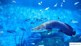 梦见许多鱼(梦见许多鱼在水中游)