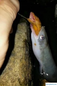 梦见杀鱼(梦见杀鱼开膛破肚一条接一条)