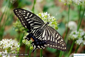 梦见黑蝴蝶(梦见黑蝴蝶是什么意思)