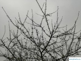 萧瑟是什么意思(回首向来萧瑟处的萧瑟是什么意思)