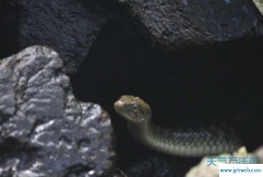 晚上做梦梦到蛇(晚上做梦梦到蛇缠身是什么意思)