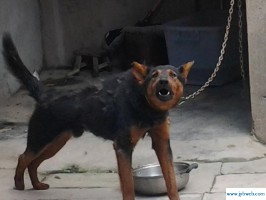 梦见狼狗(梦见狼狗要咬我是什么意思)