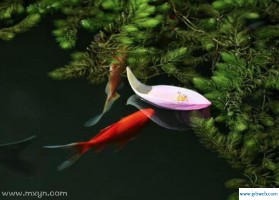 周公解梦大全查询鱼(周公解梦大全查询鱼在水中游)