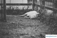 周公解梦梦见杀猪(周公解梦梦见杀猪猪没死)