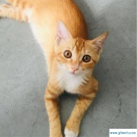 梦见大黄猫(梦见大黄猫是什么预兆)