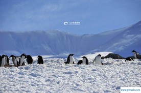 梦见雪崩(梦见雪崩但是自己没事是什么意思)