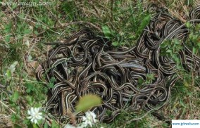 周公解梦之梦见蛇(周公解梦之梦见蛇爬身)