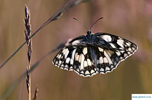 梦见白蝴蝶(梦见白蝴蝶落在手上)