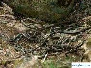 梦见多条蛇(女人梦见多条蛇)