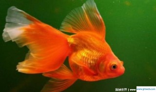 胎梦梦见鱼(胎梦梦见鱼籽是怀的什么)