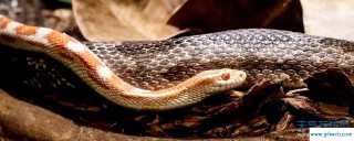 梦到蛇是什么寓意(已婚女梦到蛇是什么寓意)