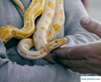 梦见别人被蛇咬(梦见别人被蛇咬死了是什么意思)