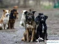 梦见喂狗(梦见喂狗吃饭)