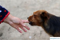 梦见打死狗(梦见打死狗和蛇什么寓意)