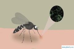 梦见蚊子(梦见蚊子咬我打死有血)