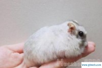 梦见被老鼠咬(梦见被老鼠咬头是什么意思)