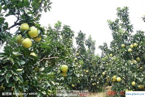 梦见硕果累累(梦见硕果累累的李子树)