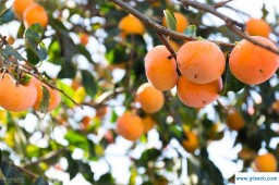 梦见硕果累累(梦见硕果累累的李子树)