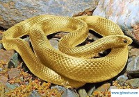 怀孕梦见被蛇咬(怀孕梦见被蛇咬然后把蛇杀死了)