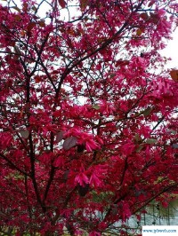 相安无事是什么意思(相安无事的相安是什么意思)