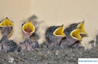 梦见燕子(梦见燕子和燕子窝)