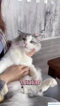 梦见杀猫(梦见杀猫吃猫肉是什么意思)