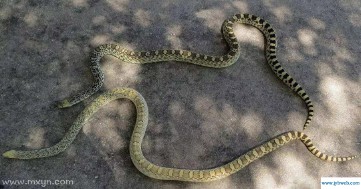 孕妇梦见很多蛇(孕妇梦见很多蛇预示着什么)