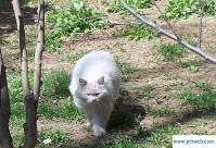 梦到杀猫(做梦梦到杀猫)