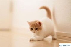 梦见被猫挠(梦见被猫挠手出血了是什么意思)