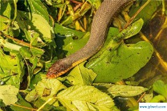 梦见被蛇咬是什么意思周公解梦(梦见脚被蛇咬是什么意思 周公解梦)