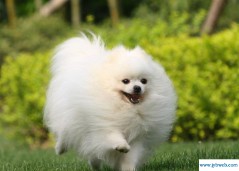 宠物狗的名字大全(八哥宠物狗的名字大全)