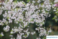 关于樱花的网名(关于樱花的网名唯美)