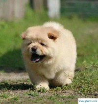 小型宠物狗品种大全(宠物小狗品种图片大全图片)