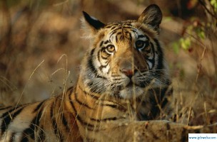 梦见狮子老虎(梦见狮子老虎是什么预兆)