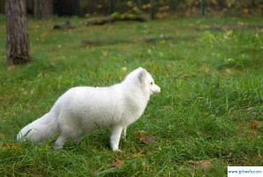 梦见白狗(梦见白狗生了一窝小白狗)