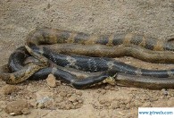 周公解梦梦见两条蛇(周公解梦梦见两条蛇一大一小)