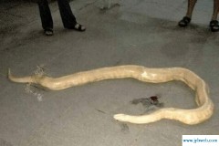 女人梦见蟒蛇(女人梦见蟒蛇是什么预兆)